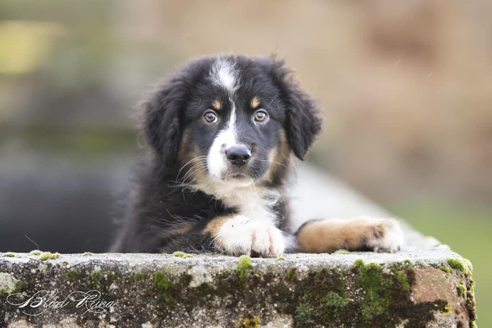 Chiot Berger Australien