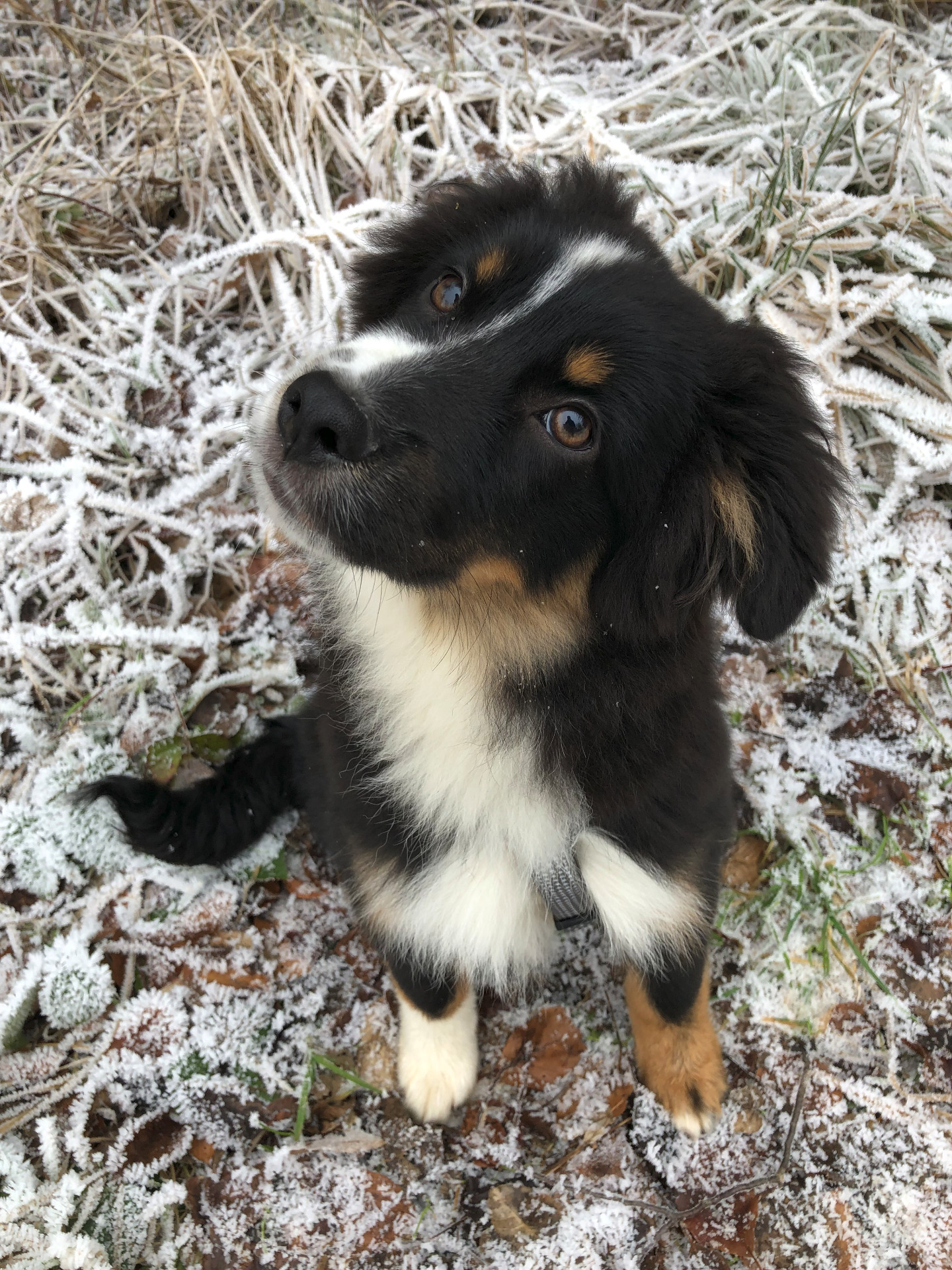Chiot dans le givre